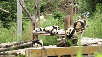 大熊貓苑